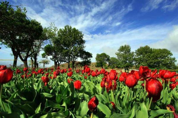 تصویر شماره صادرات گل تزئینی به اقلیم کردستان