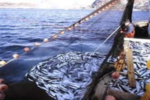 تصویر شماره صادرات 20 تن ماهی از خراسان‌جنوبی به سلیمانیه عراق